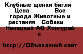 Клубные щенки бигля › Цена ­ 30 000 - Все города Животные и растения » Собаки   . Ненецкий АО,Хонгурей п.